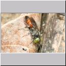 Tachysphex sp - Grabwespe m02a 7mm Sandgrube Niedringhaussee.jpg